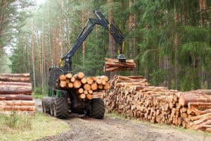 timber harvesting